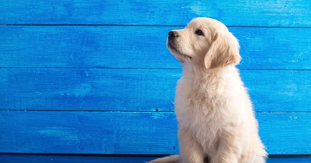 llegada-cachorro-casa-verdecora