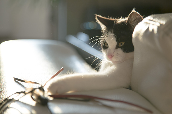 Descubrir un juguete nuevo puede ayudar a las mascotas a paliar el estrés propio de la Navidad