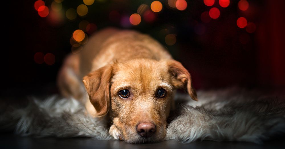 mascotas-navidad
