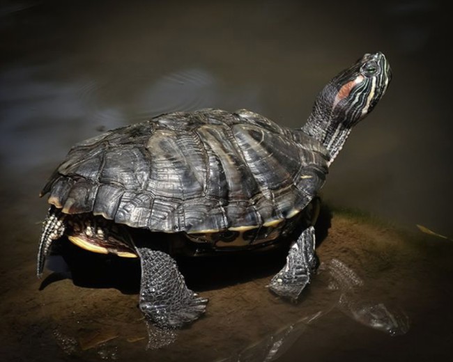Tortuga