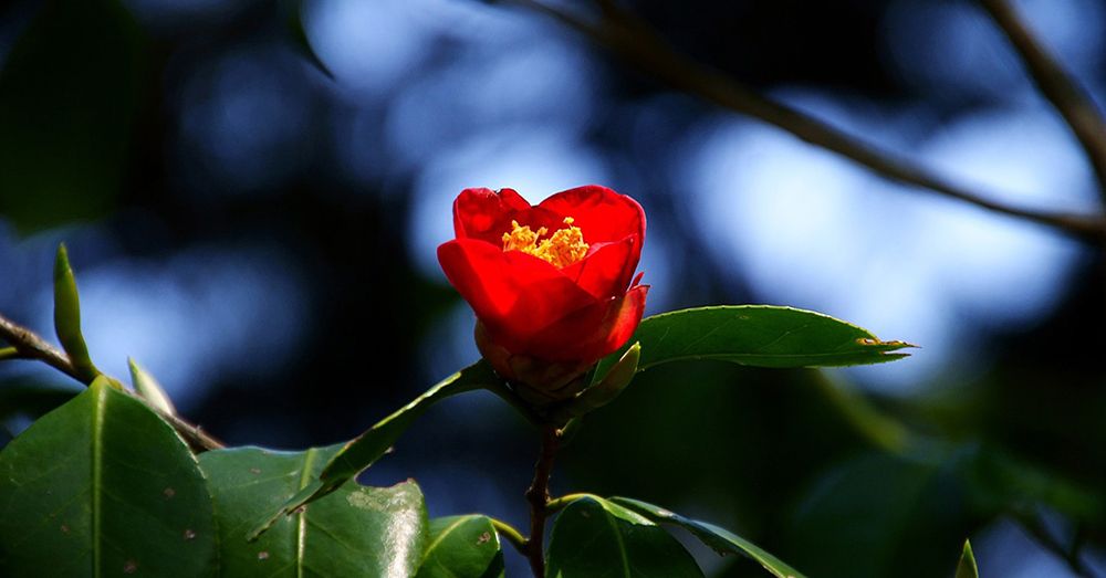 trasplantar-camelia-verdecora