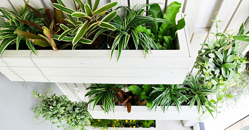 Consejos para jardines verticales
