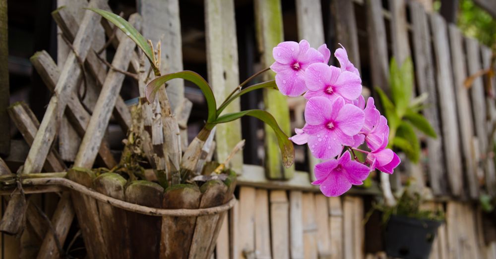 Orquídeas: el peligro del exceso de agua