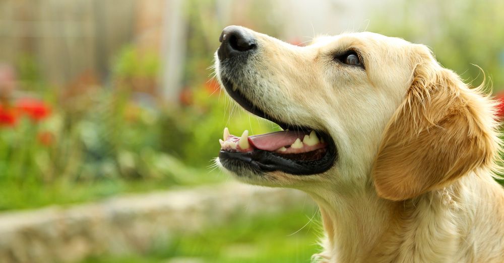 Perro natural: alimentación sana