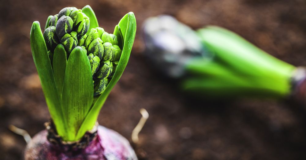 Plantar bulbos en enero