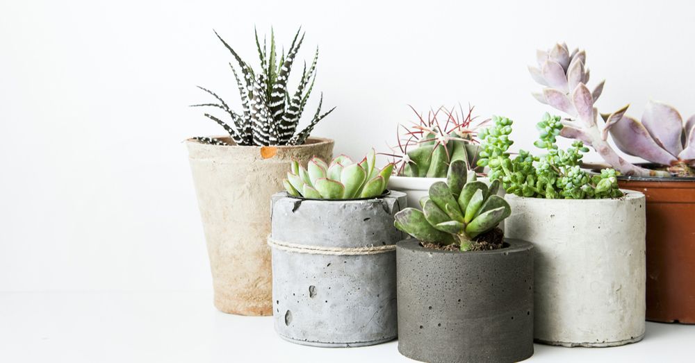 Cuidados de las plantas suculentas