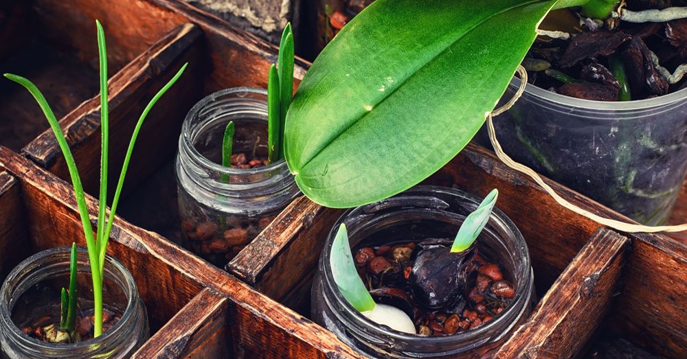 tipos-de-plantas