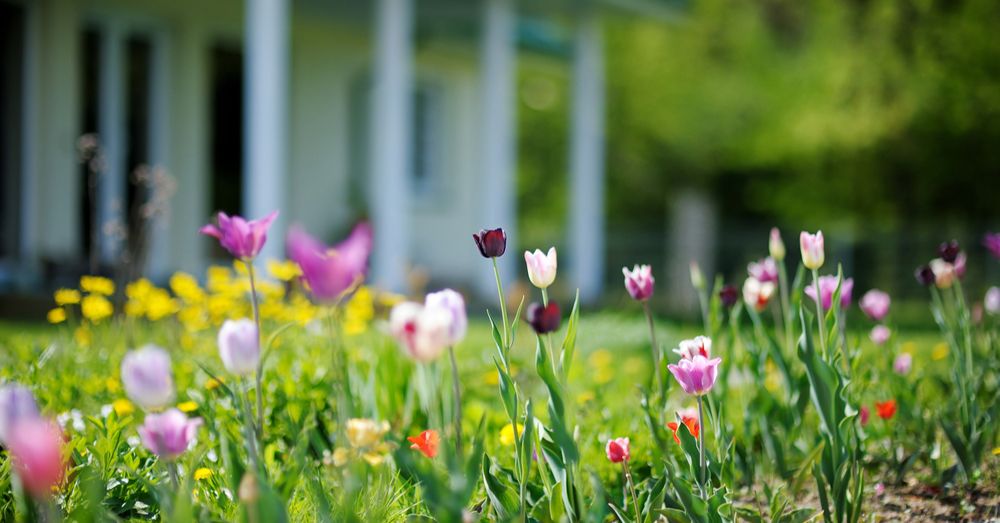 Ideas para renovar el jardín
