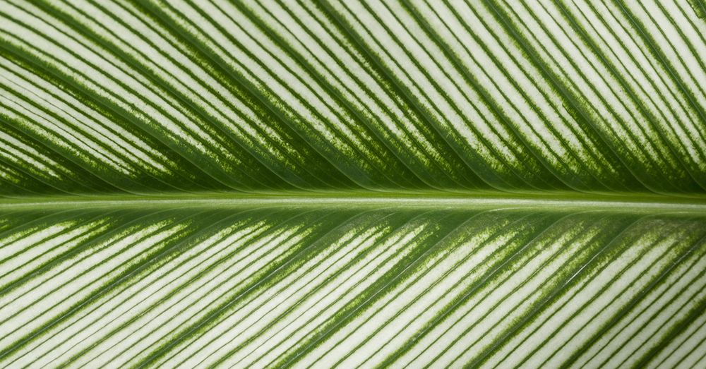 plantas ornamentales de interior