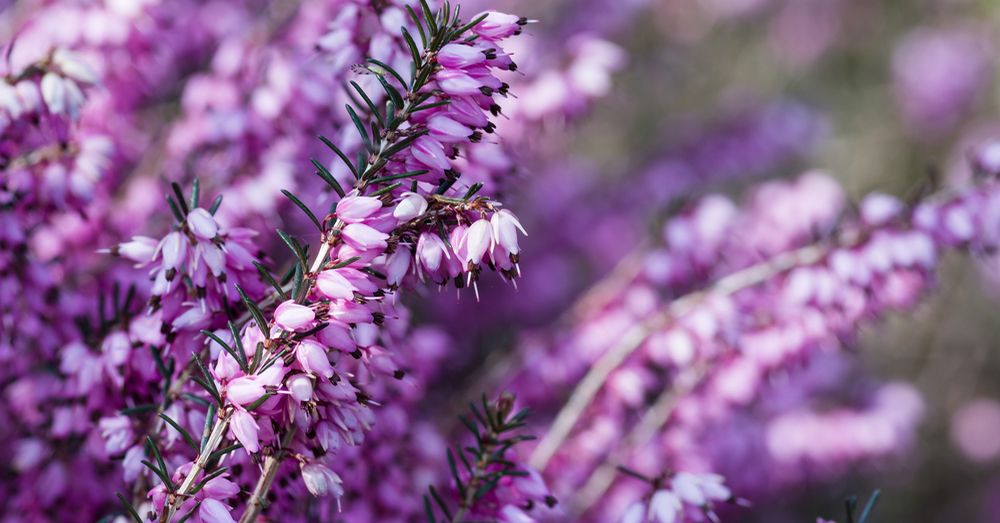 Plantas ornamentales