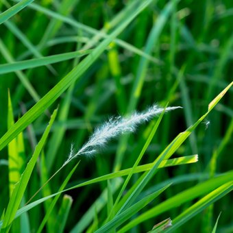 El césped necesitará de nuestra atención tras el invierno