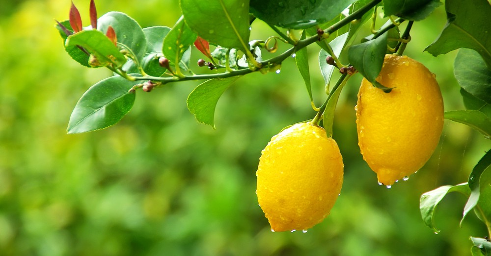 Cuidados de árboles frutales en primaver