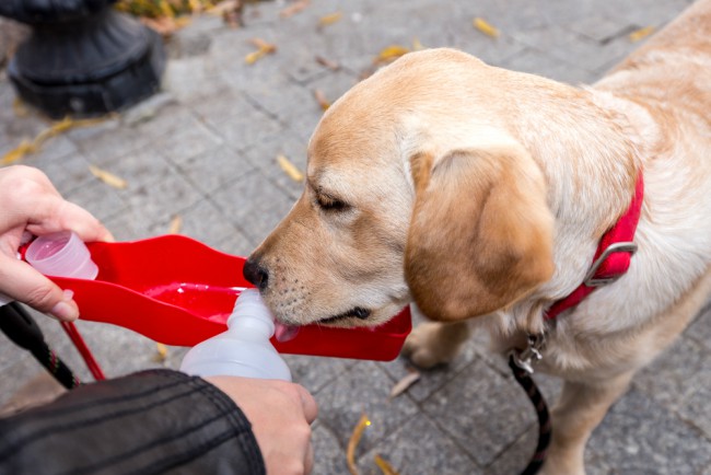 El bebedero portátil es una manera sencilla de hidratar a nuestro perro o gato durante un viaje