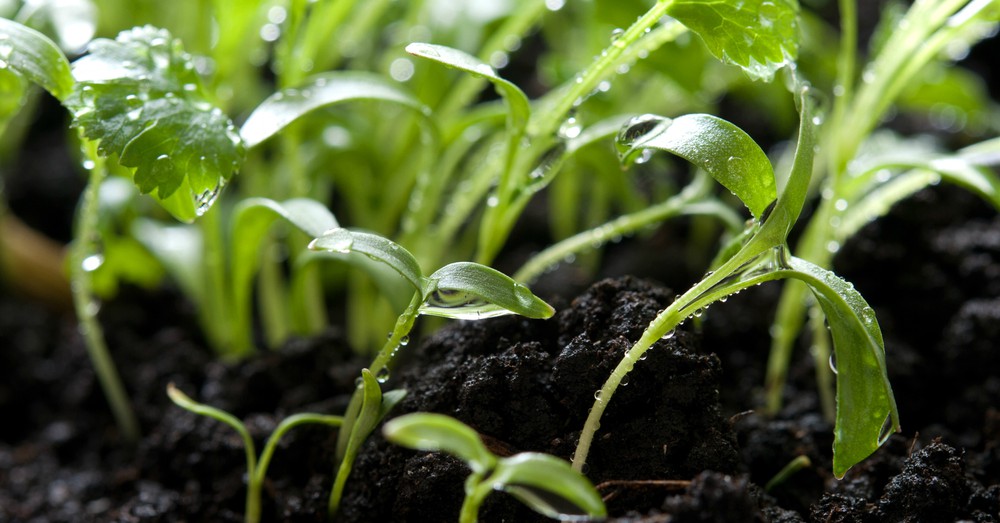 Calendario del huerto en abril