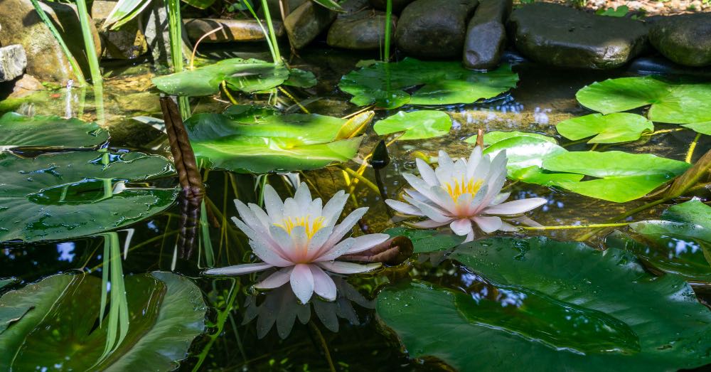Mantenimiento y cuidados del estanque en primavera