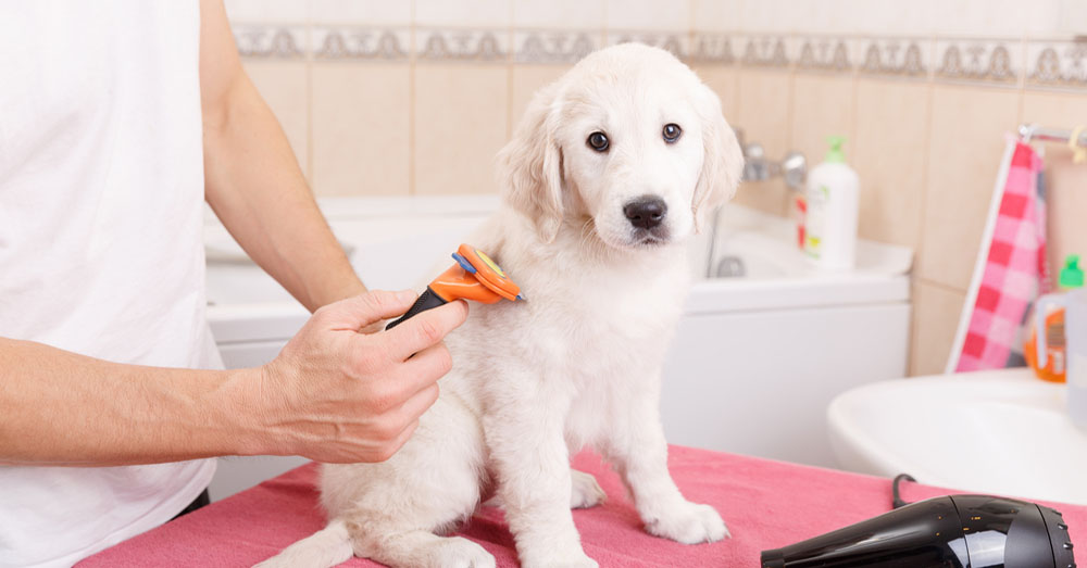 Cuidados caninos del verano