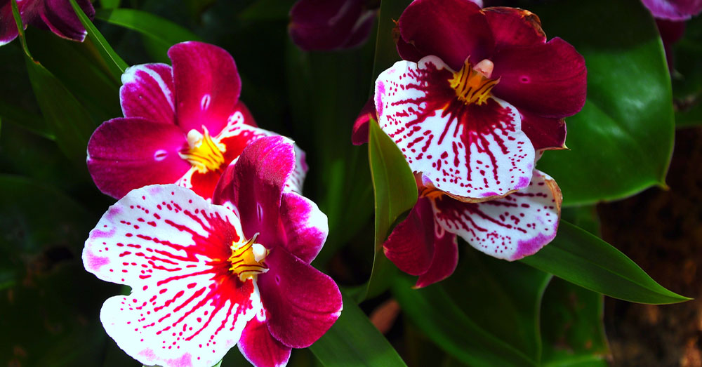 Cuidados Orquidea Miltonia