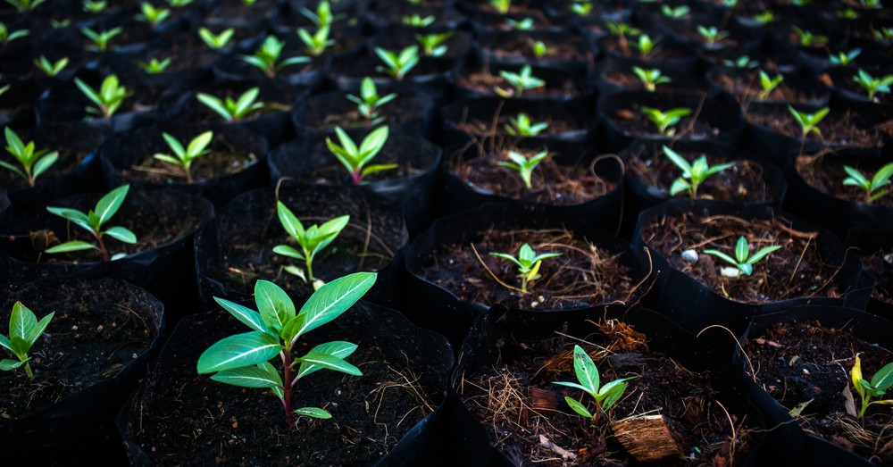 Qué plantar en nuestro huerto en septiembre