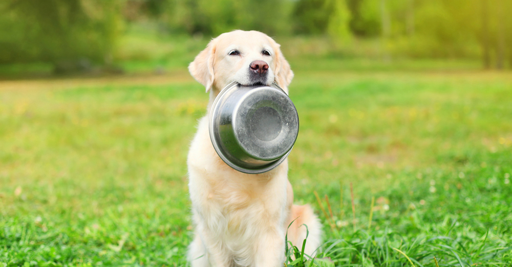 La alimentación de tu perro en verano