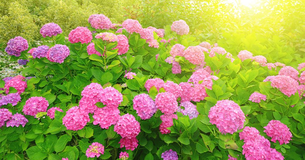 Cuidados de la Hortensia