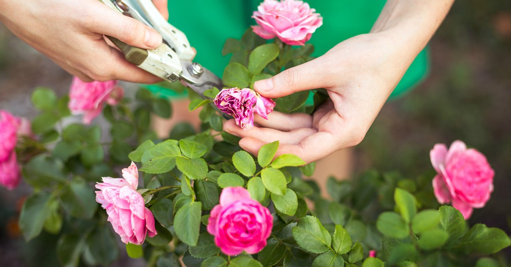 Cuidados del rosal