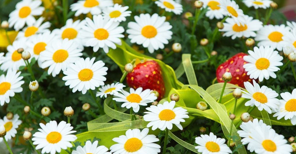 labores-huerto-junio