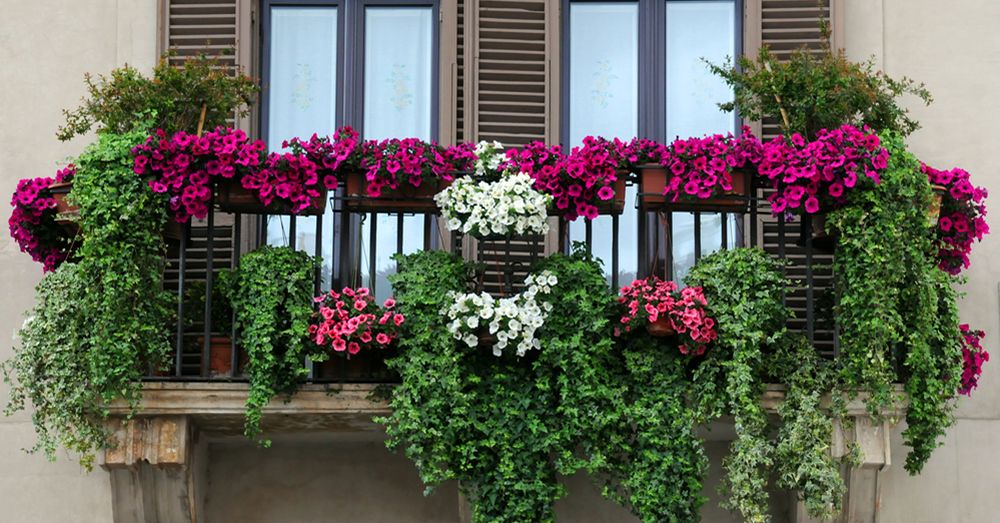 Cinco plantas perfectas para el balcón