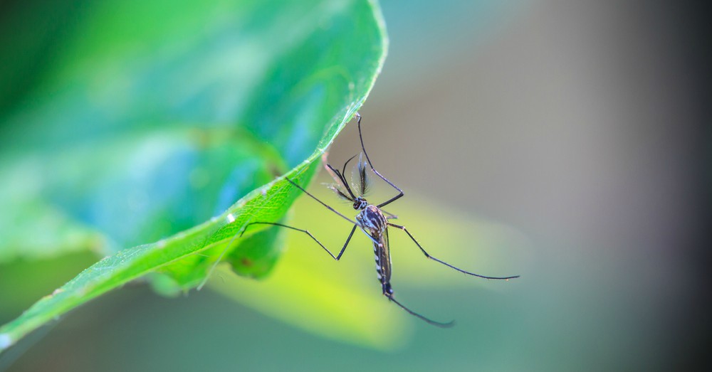 Repelentes de insectos para el verano