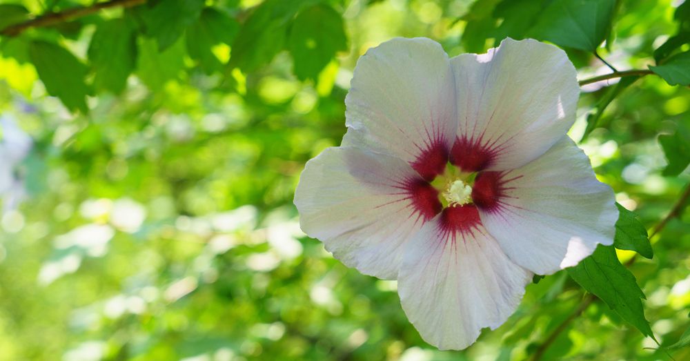 Cuidados Rosa de Siria