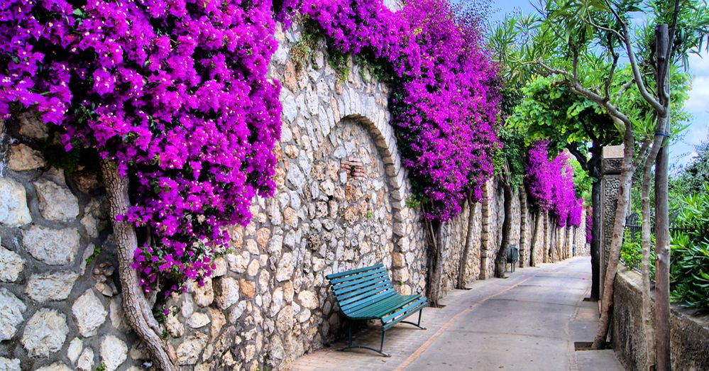 Cuidados de la Buganvilla