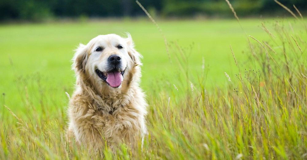 cuidados perro mayor