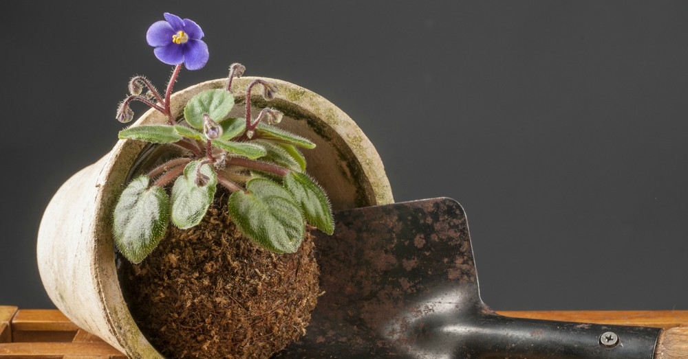 kokedamas arte milenario