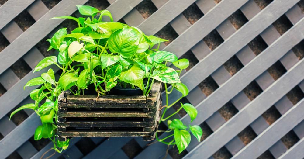 Cinco plantas para purificar el aire de tu hogar