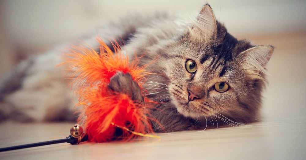 claves caracter gato