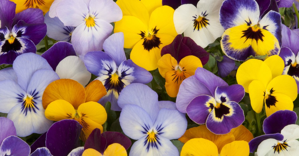 Cultivar Pensamientos