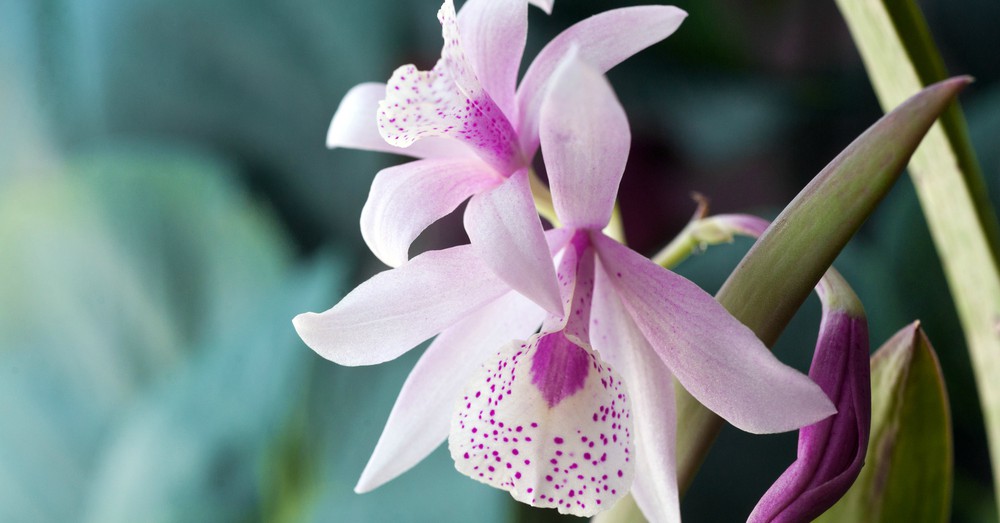 orquideas reproduccion keikis