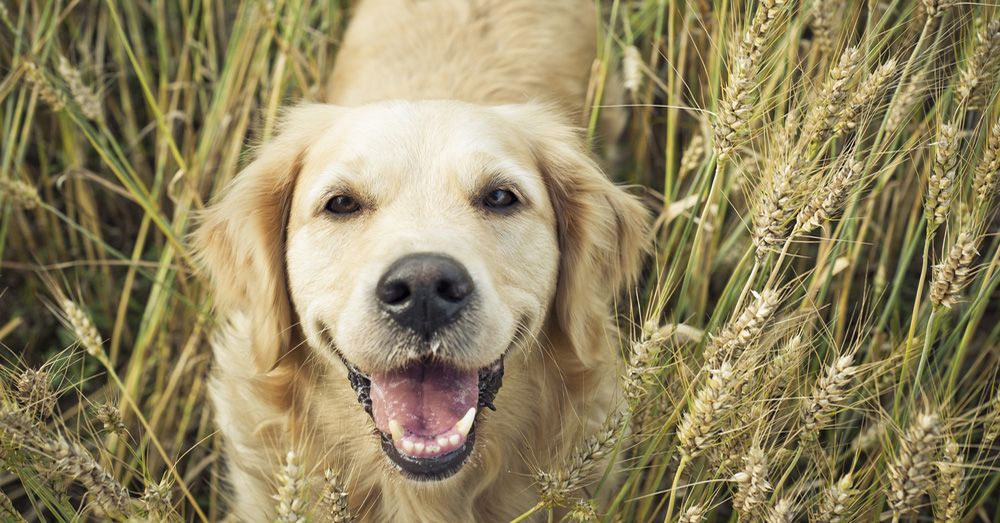 Alimentación natural en perros