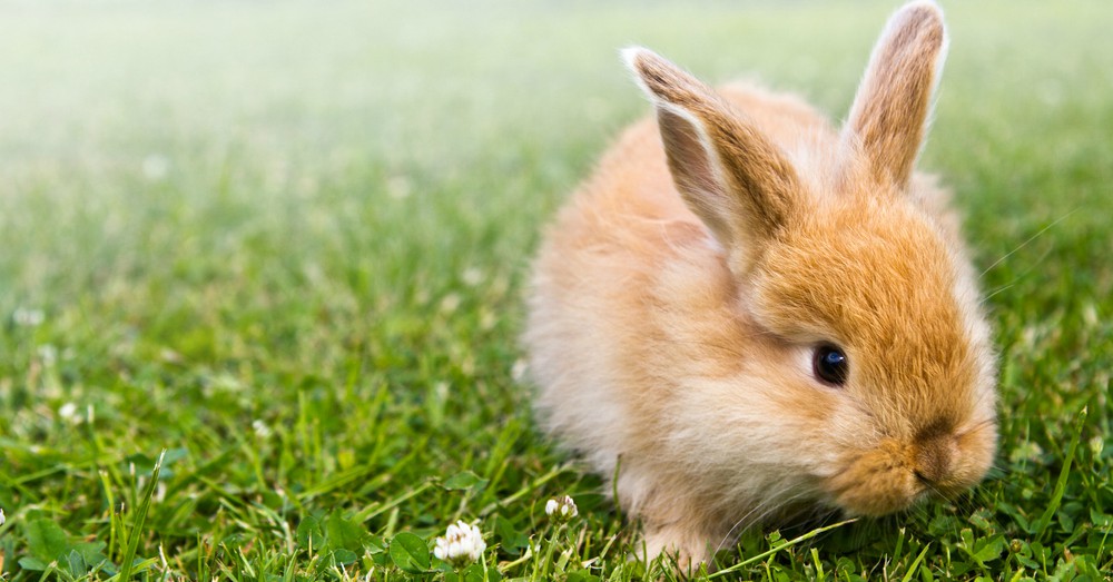 Conejos y roedores: elegir una mascota