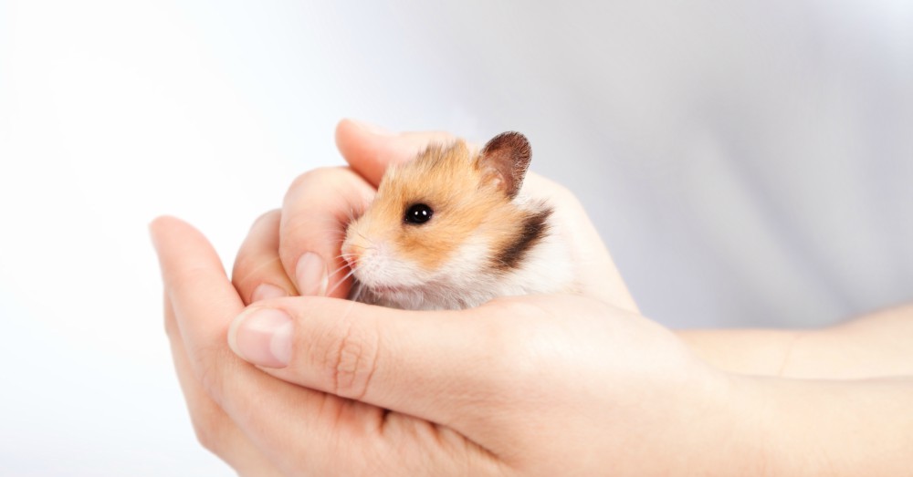 enfermedades-hamster