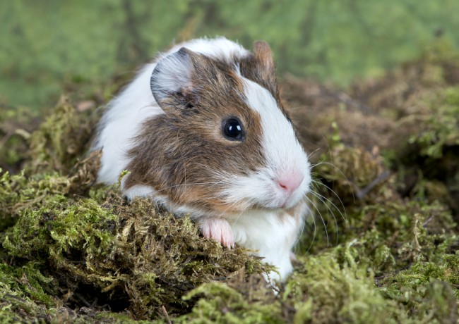 Mascotas recomendadas para niños: la chinchilla