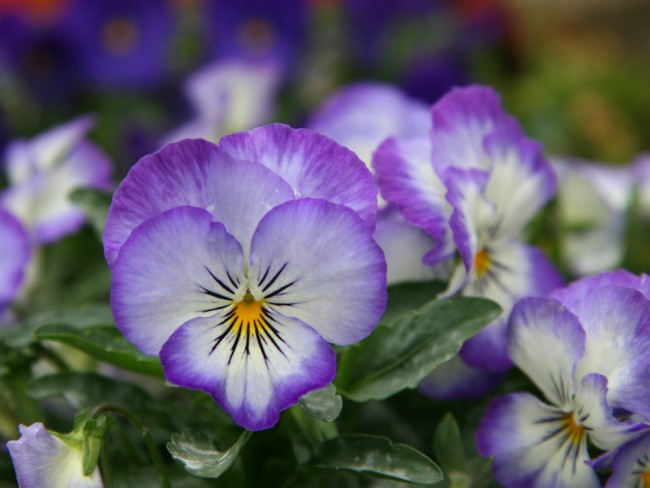 Flor del Pensamiento