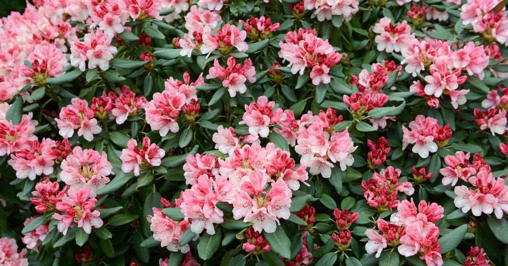 Cinco plantas perennes para el jardín en invierno