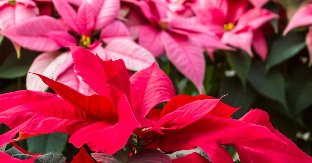 Plantas de Navidad: Poinsettia y Princettia