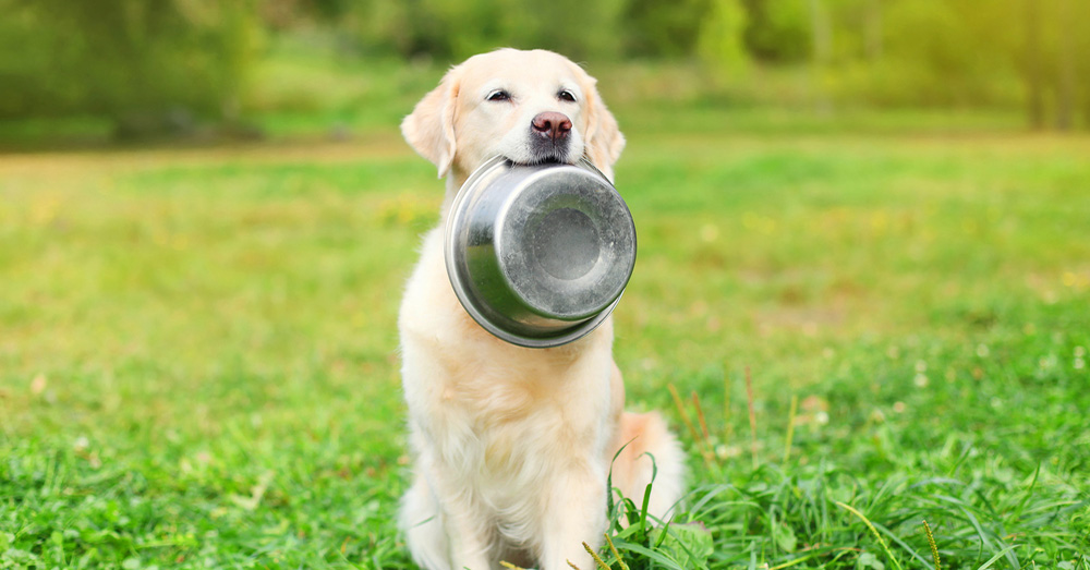 Qué necesita comer tu perro