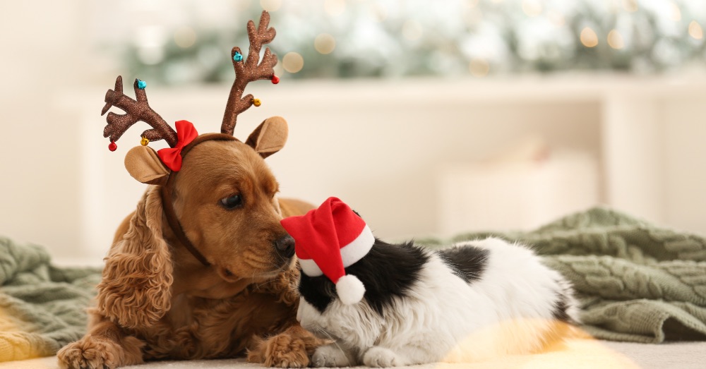Cuidados de las mascotas en Navidad