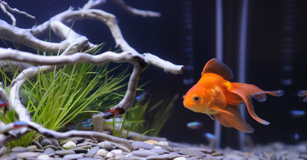 Elegir peces para un acuario de agua fría