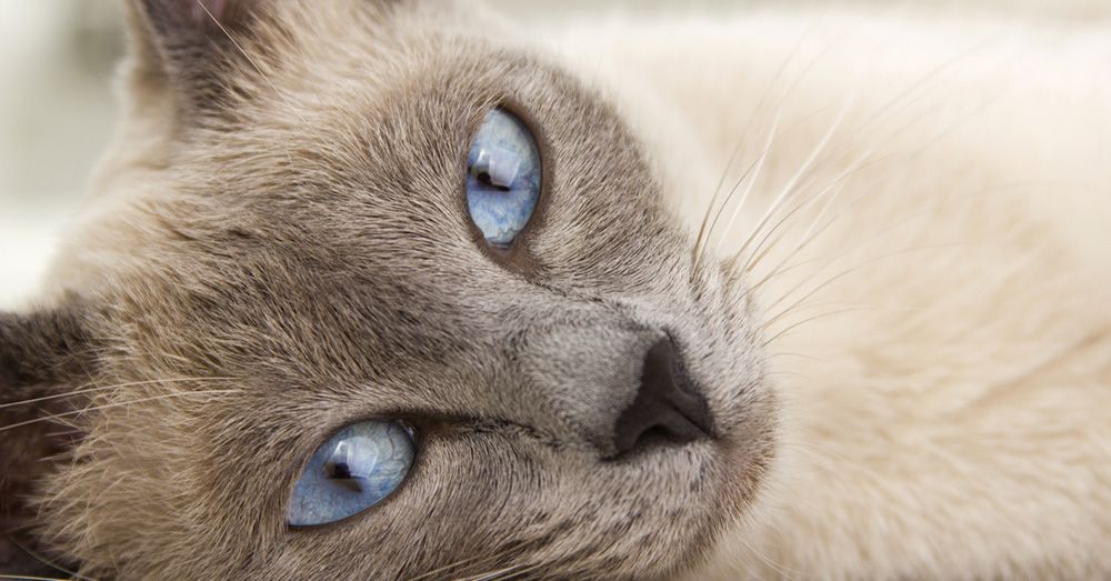 Características del gato siamés