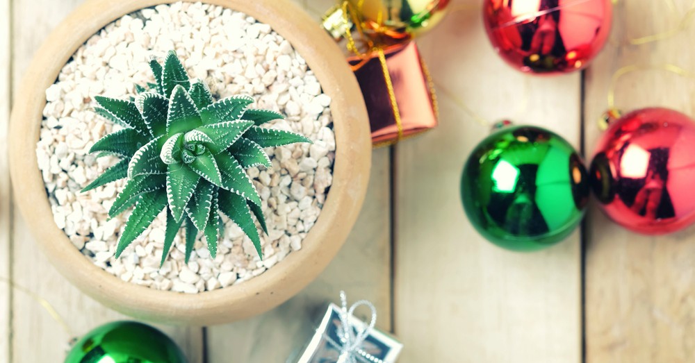 Ideas de regalo para amantes de las plantas