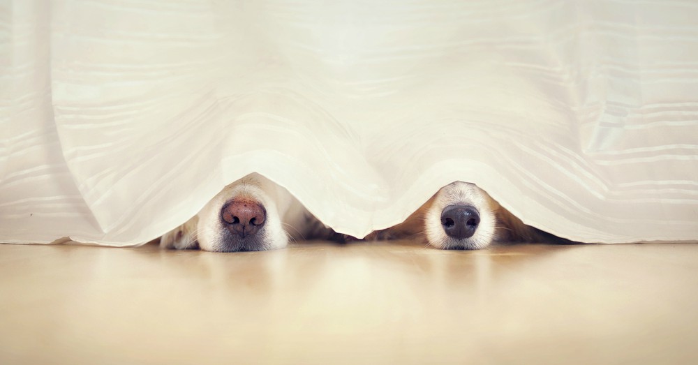 Petardos y pirotecnia: cómo calmar a tu perro