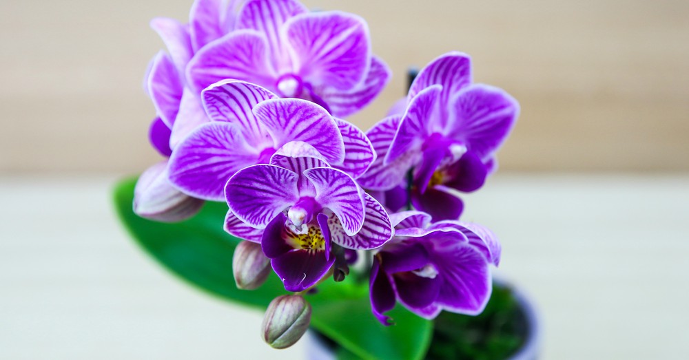 Cómo cuidar una orquídea